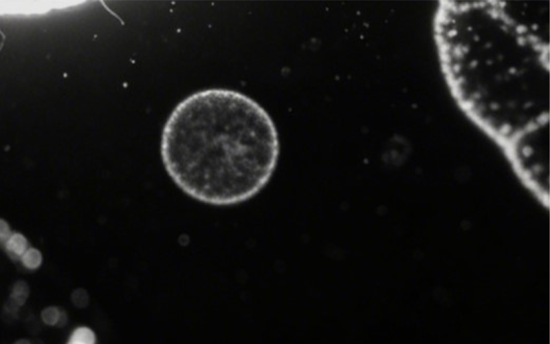 生物荧光成像.png