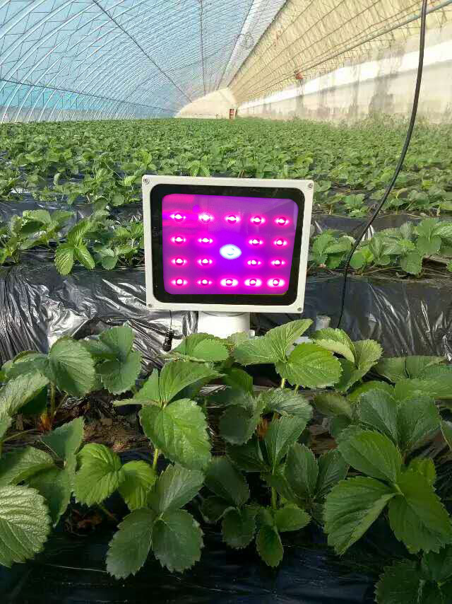 植物生长激光模组